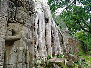 Tree Reclaiming Ancient Temple photo