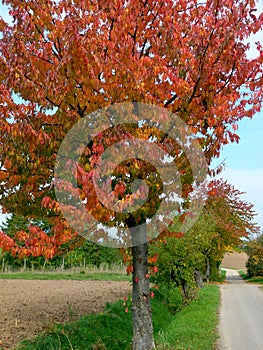 Tree with red autumn leaves in the grass strip at the frame border
