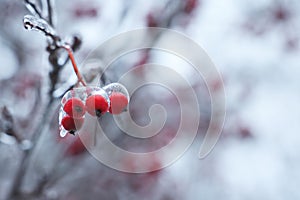 Tree with red berries in ice glaze outdoors on winter day, closeup. Space for text