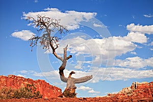 Tree in the red desert of Southwest USA