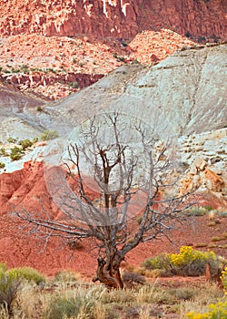 Tree in the red desert of Southwest USA