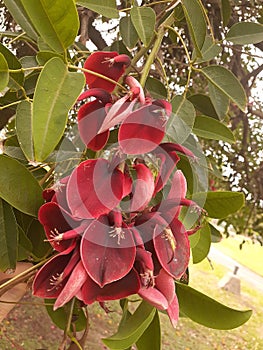 Tree with red flowers. Ceibo flower photo