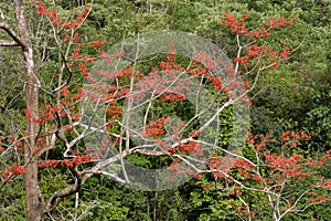 Tree with red flowers surrounded by vegetation