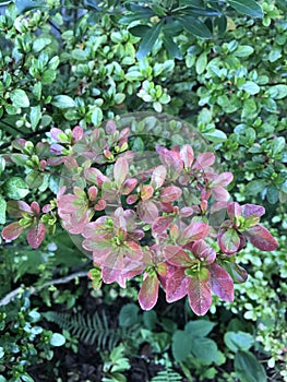 Tree with red and green leaves.