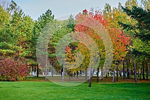 A tree with red leaves