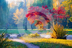 Tree with red leaves in autumn park in sunlit