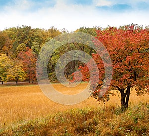 Tree with red leaves in Autumn, on slight hill of yellow grass.