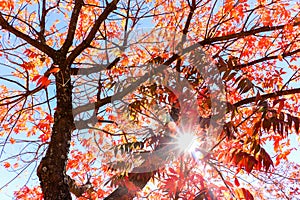 Tree With Red Leaves and Blue Sky Light