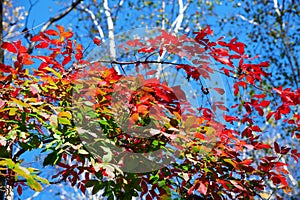 The tree with red leaves and blue sky