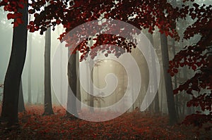 Tree with red leaves in enchanted magical forest with fog