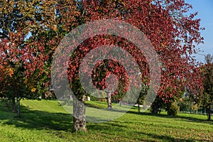 Tree with red leaves leaf autumn on grass field with blue sky two colour leaves