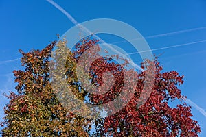 Tree with red leaves leaf autumn on grass field with blue sky two colour leaves