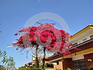 Tree with red leaves in MazagÃƒÂ³n province of Huelva Spain