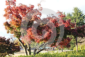 A tree with red leaves in Showa Memorial Park