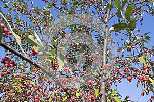 Tree with red ripe berries at autumn. background, nature