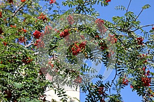 A tree with red rowan berries and green leaves
