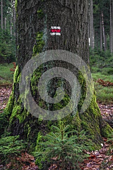 Tree with red turist sign near path in Luzicke mountains in Czech republic