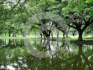 The tree reflect background