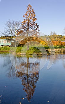 A Tree Reflected in a Lake