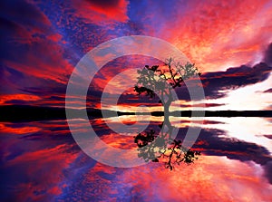 The tree reflected in the lake