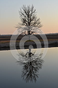 Tree reflected in the river