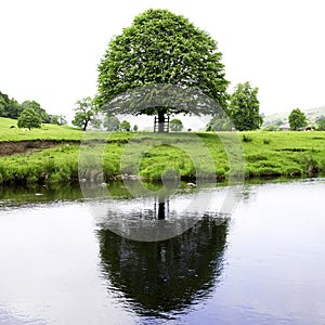 Tree Reflected in River Hodder