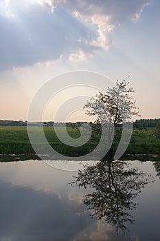 Tree reflected in river with sunlight