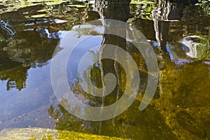 Tree reflected in water