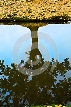 Tree Reflected in the Water, With Fall leaves