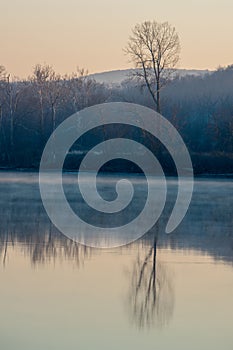 A tree is reflected in the water of a lake