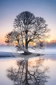 Tree reflected in the water of a lake at sunrise. Winter landscape.