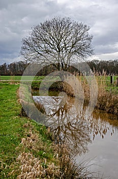 Tree reflecting in ditch