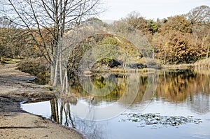 Tree reflecting in dune lake photo