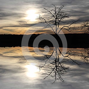 Tree reflecting in a lake, mystic scenery