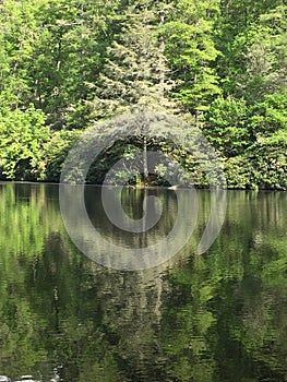 Tree reflecting into a mirror lake