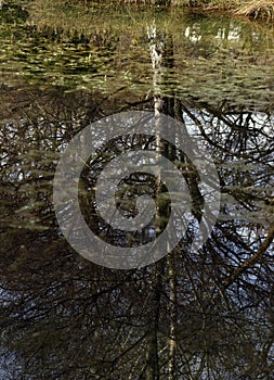 Tree Reflecting in a Pond