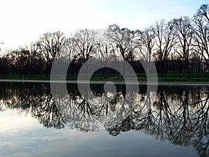 Tree and reflecting pool at Lincoln Memorial in Washington DC