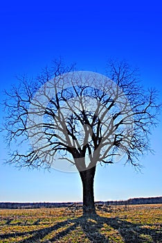 A tree reflecting shadows