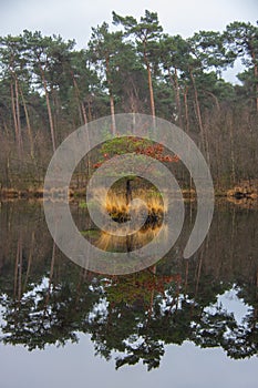 Tree reflecting on still water