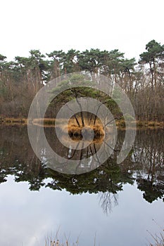 Tree reflecting on still water