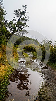 Tree reflecting in water on the Cabo Froward hike in Chile.