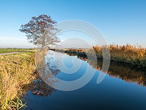 Tree reflecting in water of canal in Eempolder, polder in Holland