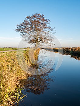 Tree reflecting in water of canal in Eempolder, polder in Holland