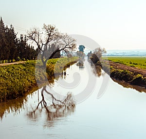 Tree reflection