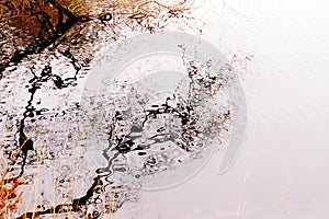 Tree reflection beautiful in fall