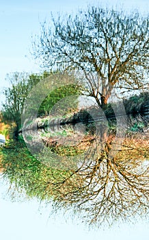 Tree Reflection on canal, inverted