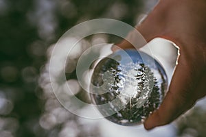 Tree reflection in crystal ball