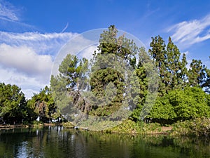 Tree and reflection at Ernest E. Debs Regional Park