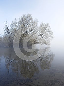 Tree and reflection on foggy morning