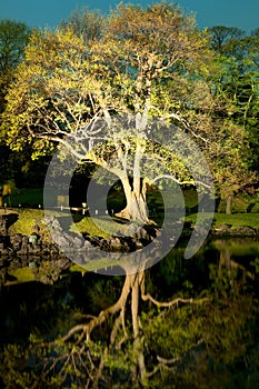 Tree with reflection at Hamarikyu also Hama Rikyu Gardens